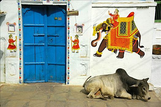 神圣,母牛,卧,正面,墙壁,绘画,跑,拉贾斯坦邦,印度