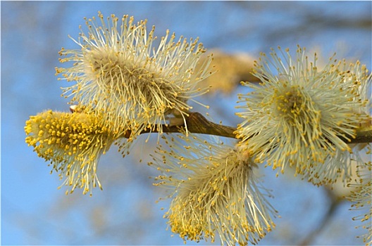 黄花柳