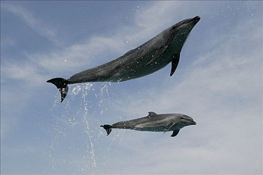 宽吻海豚,一对,跳跃,海洋,世界,日本