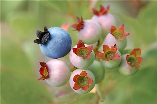 蓝莓,越桔属,结果,国家森林,明尼苏达