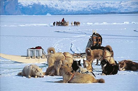 哈士奇犬,雪,哺乳动物,跋涉,格陵兰,北极,狗,探险,假日,宠物,动物