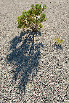 松树,幼苗,浮岩,加利福尼亚
