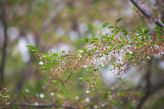 春天,花