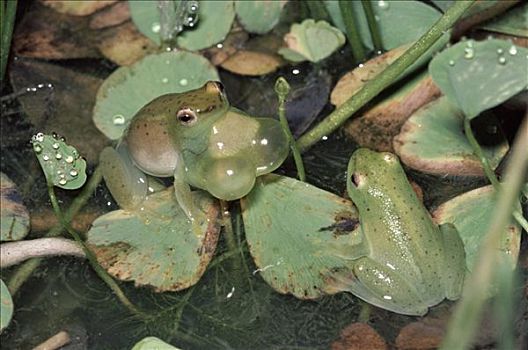 荷花,青蛙,雌性,季节,水塘,大草原,南非