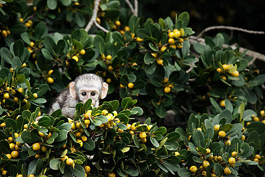 长尾黑颚猴,幼兽,南非,非洲