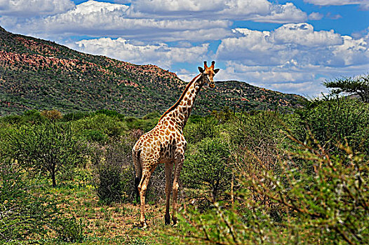 长颈鹿,禁猎区,纳米比亚,非洲