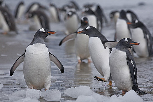 巴布亚企鹅,海滩,南极