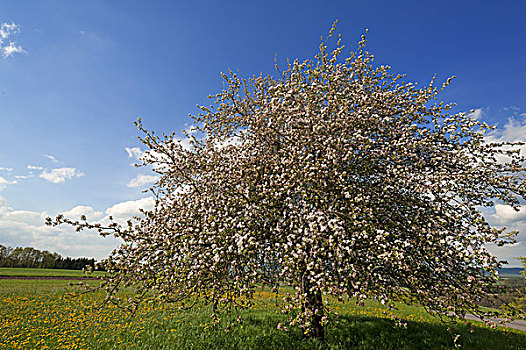 花,苹果树,苹果,巴伐利亚,德国,欧洲