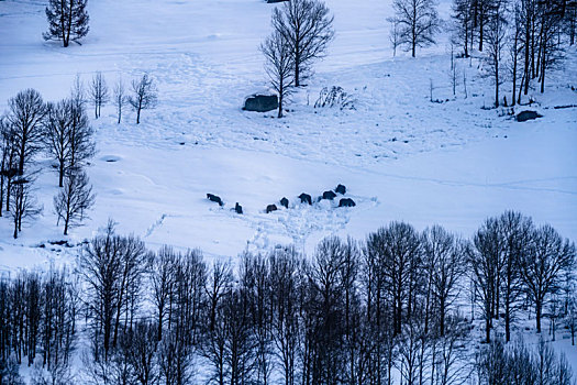 冬日雪景,中国,阿尔泰山区