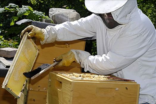 养蜂人,刷,蜜蜂,蜂窝,蜂蜜,制作