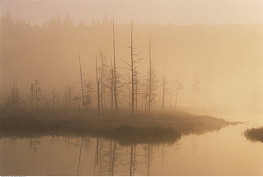树,晨雾,水塘,阿尔冈金省立公园