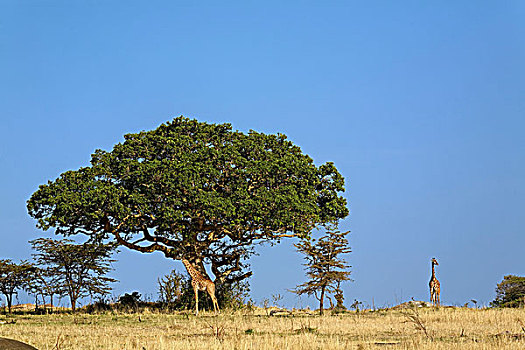长颈鹿,马赛长颈鹿,塞伦盖蒂国家公园,坦桑尼亚