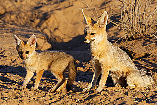 狐狸,狐属,幼兽,正面,洞穴,卡拉哈迪大羚羊国家公园,北开普,南非,非洲