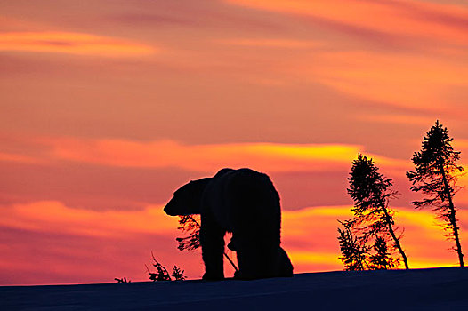 北极熊,剪影,红色,日落,天空,瓦普斯克国家公园,哈得逊湾,曼尼托巴,加拿大,冬天