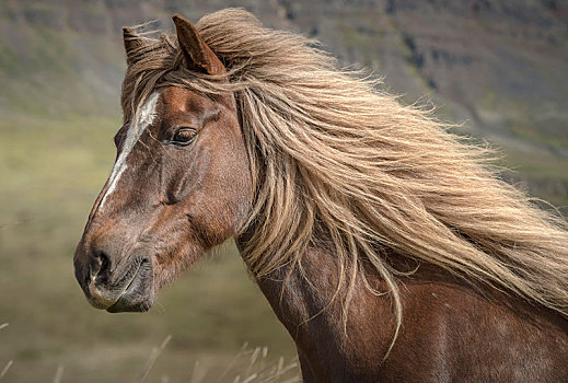 褐色,冰岛马,马,摇动,鬃毛,动物,冰岛,欧洲