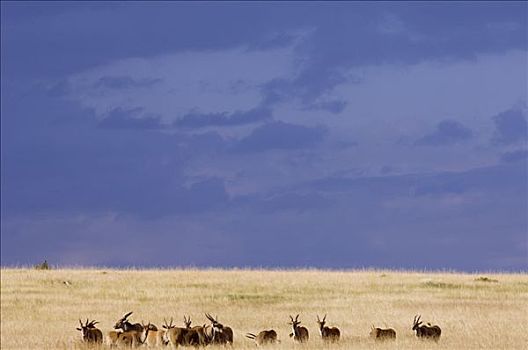 肯尼亚,马赛马拉国家保护区,大羚羊,非洲,羚羊,室外,马赛马拉