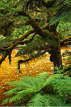 山毛榉树,卡胡朗吉国家公园,南岛,新西兰