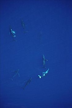 驼背鲸,大翅鲸属,鲸鱼,母牛,幼兽,护从,五个,毛伊岛,夏威夷,提示,照相