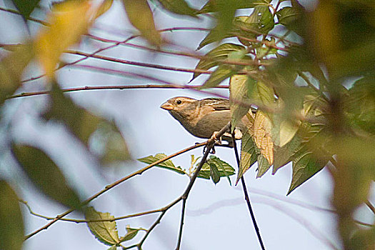 麻雀,孟加拉,一月,2008年,小,雀形目,鸟,圆润,短小,尾部,鸟嘴,种子