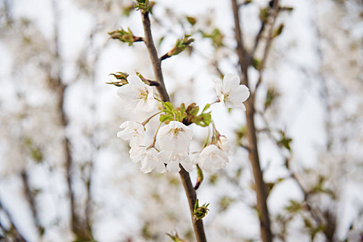 春季盛开的白色樱花特写
