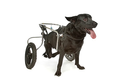 狗,轮椅