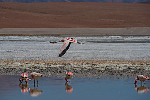 玻利维亚乌尤尼盐湖山区火烈鸟
