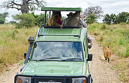 坦桑尼亚,塔兰吉雷国家公园,相遇,狮子,猎捕,尾随,捕食,靠近,货车,交通工具,旅游
