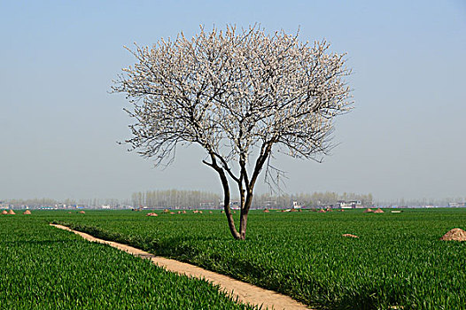 麦田风光