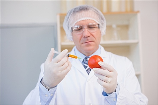 食物,科学家,工作,红色,西红柿