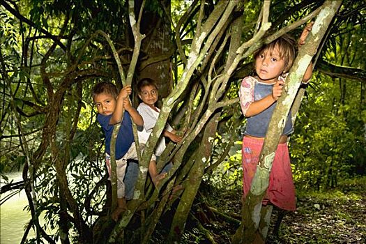 三个孩子,攀登,树,恰帕斯,墨西哥