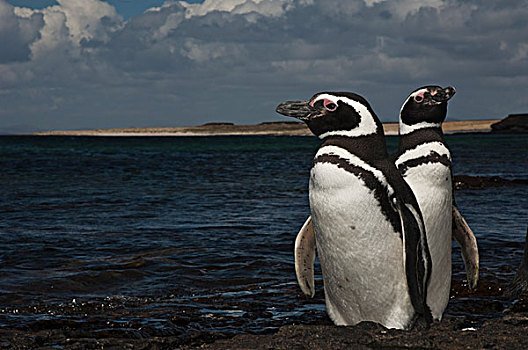 麦哲伦企鹅,小蓝企鹅,一对,岛屿,福克兰群岛