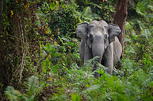 树林,卡齐兰加国家公园,阿萨姆邦,东北方,印度,亚洲