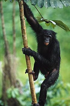 倭黑猩猩,成年,雄性,刚果