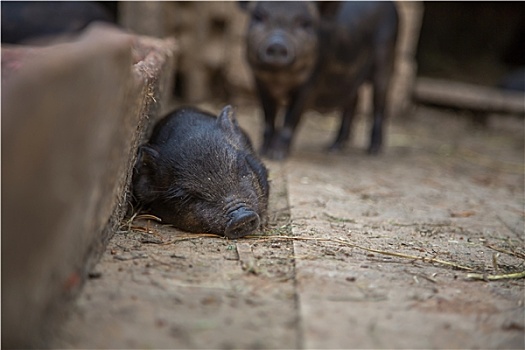 小,猪,农场