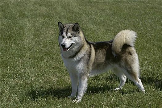 西伯利亚,哈士奇犬