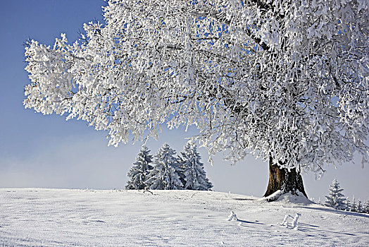 德国,巴伐利亚,上巴伐利亚,区域,冬季风景,树