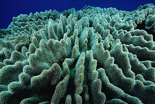 石头,珊瑚,生物群,所罗门群岛