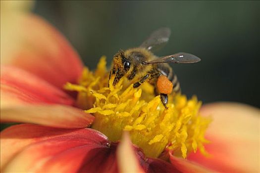 蜜蜂,聚会,花粉,花