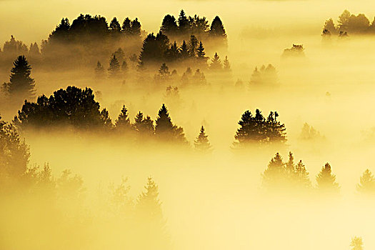 树林,遮盖,雾,施维茨,瑞士,欧洲