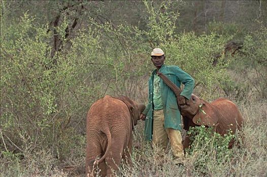 非洲象,看护,旅途,东察沃国家公园,肯尼亚