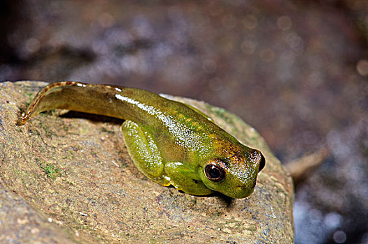 树蛙,独特,巴拿马