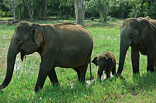 亚洲象,象属,女性,幼兽,斯里兰卡