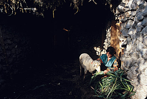 女孩,绵羊,乡村,靠近,山地,区域,巴基斯坦,七月,2005年
