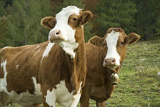 母牛,上奥地利州,欧洲
