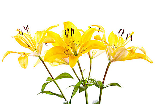 花束,黄色,百合,隔绝,白色背景,背景