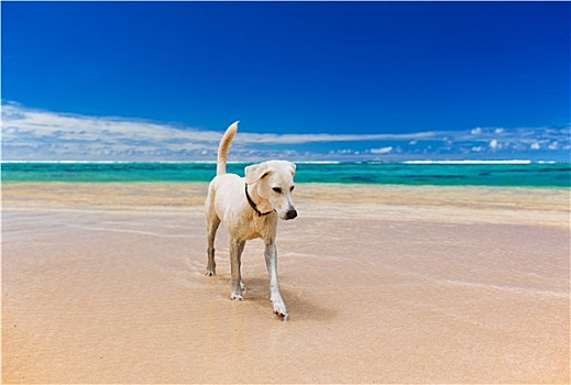 白色,大,狗,惊奇,热带沙滩