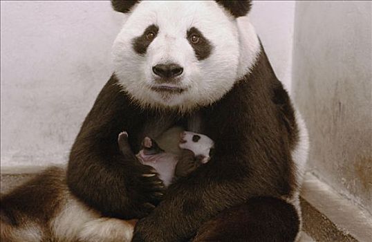 大熊猫,白天,老,幼兽,中国,研究中心,卧龙自然保护区