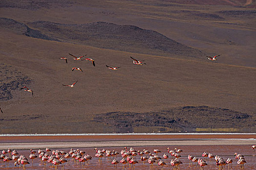 玻利维亚乌尤尼盐湖山区红湖火烈鸟