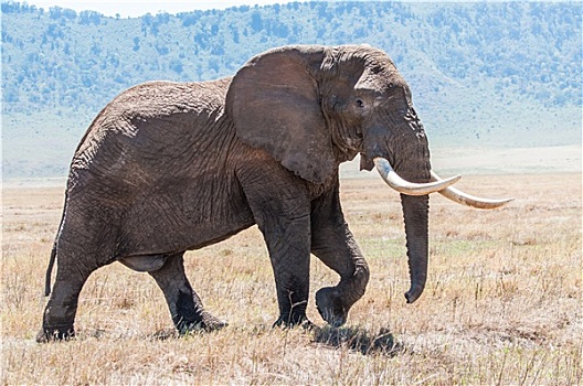 巨大,大象,雄性动物,走,恩戈罗恩戈罗火山口,全景
