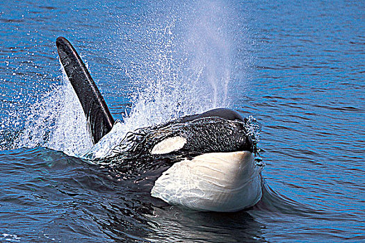 逆戟鲸,不列颠哥伦比亚省,加拿大